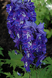 Royal Aspirations Larkspur (Delphinium 'Royal Aspirations') at Lakeshore Garden Centres