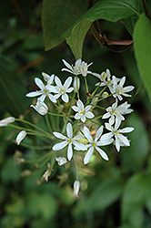 Star Of Bethlehem (Ornithogalum magnum) at Lakeshore Garden Centres