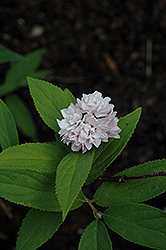 Pink Pom Pom Deutzia (Deutzia 'Pink Pom Pom') at Lakeshore Garden Centres