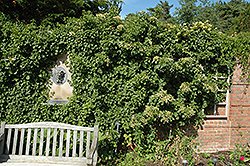 Skyland Giant Climbing Hydrangea (Hydrangea anomala 'Skyland Giant') at Lakeshore Garden Centres