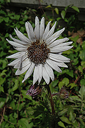 Purple Berkheya (Berkheya purpurea) at Lakeshore Garden Centres