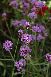 Little One Verbena (Verbena bonariensis 'Little One') at Lakeshore Garden Centres