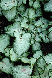 White Dynasty Caladium (Caladium 'White Dynasty') at Lakeshore Garden Centres