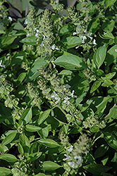 Mrs. Burns Famous Lemon Basil (Ocimum basilicum 'Mrs. Burns Famous Lemon') at Lakeshore Garden Centres