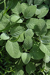 Berggarten Sage (Salvia officinalis 'Berggarten') at Lakeshore Garden Centres