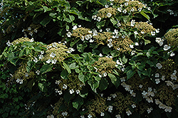 Skyland Giant Climbing Hydrangea (Hydrangea anomala 'Skyland Giant') at Lakeshore Garden Centres