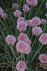 Giant Siberian Chives (Allium ledebourianum) at Lakeshore Garden Centres