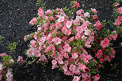 Hilda Niblett Azalea (Rhododendron 'Hilda Niblett') at Lakeshore Garden Centres