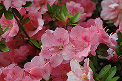 Hilda Niblett Azalea (Rhododendron 'Hilda Niblett') at Lakeshore Garden Centres