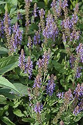 Darwin's Blue Speedwell (Veronica 'Darwin's Blue') at Lakeshore Garden Centres
