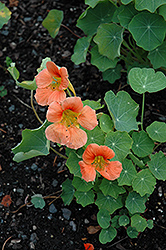 Vesuvius Nasturtium (Tropaeolum majus 'Vesuvius') at Lakeshore Garden Centres