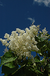 Ivory Pillar Japanese Tree Lilac (Syringa reticulata 'Willamette') at Golden Acre Home & Garden