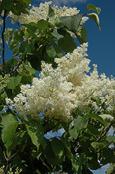 Ivory Silk Tree Lilac (tree form) (Syringa reticulata 'Ivory Silk (tree form)') at A Very Successful Garden Center