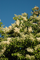 Vanilla Sky Japanese Tree Lilac (Syringa reticulata 'Vanskyzam') at Lakeshore Garden Centres
