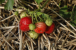 Evangeline Strawberry (Fragaria 'Evangeline') at Lakeshore Garden Centres