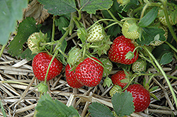 Cardinal Strawberry (Fragaria 'Cardinal') at Lakeshore Garden Centres