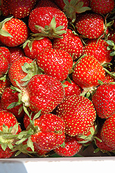 Tristar Strawberry (Fragaria 'Tristar') at Lakeshore Garden Centres
