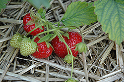 Ogallala Strawberry (Fragaria 'Ogallala') at Lakeshore Garden Centres