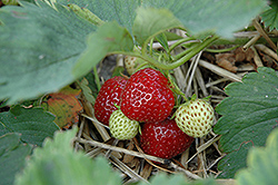 Elvira Strawberry (Fragaria 'Elvira') at Lakeshore Garden Centres