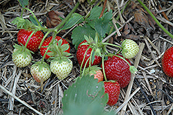 Veestar Strawberry (Fragaria 'Veestar') at Peter Knippel Garden Centre
