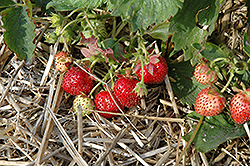 Berries Galore Rose Strawberry (Fragaria ananassa 'Rose Strawberry') at Lakeshore Garden Centres