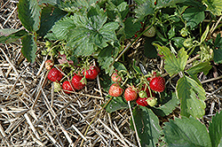 Governor Simcoe Strawberry (Fragaria 'Governor Simcoe') at Lakeshore Garden Centres