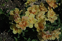 Twinny Peach Snapdragon (Antirrhinum majus 'Twinny Peach') at Lakeshore Garden Centres