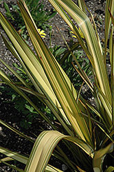 Apricot Queen New Zealand Flax (Phormium tenax 'Apricot Queen') at Lakeshore Garden Centres