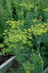 Dill (Anethum graveolens) at Mainescape Nursery