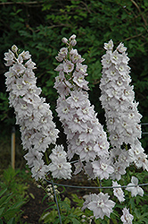 Double Innocence Larkspur (Delphinium 'Double Innocence') at Lakeshore Garden Centres