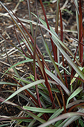 Princess Caroline Fountain Grass (Pennisetum purpureum 'Princess Caroline') at Lakeshore Garden Centres
