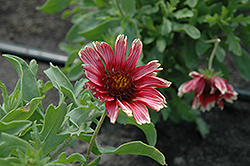 Punch Bowl Blanket Flower (Gaillardia x grandiflora 'Punch Bowl') at Lakeshore Garden Centres