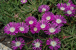 Stardust Ice Plant (Delosperma floribundum 'Stardust') at Lakeshore Garden Centres