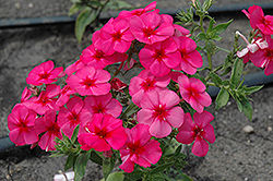 Summer Majesty Phlox (Phlox 'Summer Majesty') at Lakeshore Garden Centres