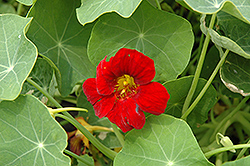 Crimson Emperor Nasturtium (Tropaeolum majus 'Crimson Emperor') at Lakeshore Garden Centres