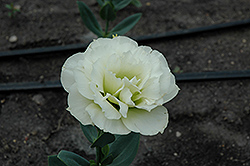 Cinderella Lime Lisianthus (Eustoma grandiflorum 'Cinderella Lime') at Lakeshore Garden Centres