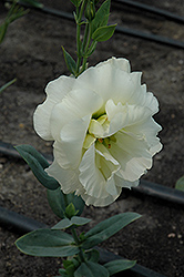 Cinderella Yellow Lisianthus (Eustoma grandiflorum 'Cinderella Yellow') at Lakeshore Garden Centres