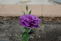Cinderella Blue Lisianthus (Eustoma grandiflorum 'Cinderella Blue') at Lakeshore Garden Centres