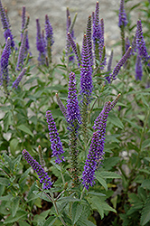 Midnight Speedwell (Veronica 'Midnight') at Lakeshore Garden Centres