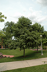Prairie Horizon Manchurian Alder (Alnus hirsuta 'Harbin') at Lakeshore Garden Centres