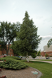 Prairie Vision Japanese White Birch (Betula platyphylla 'VerDale') at Lakeshore Garden Centres