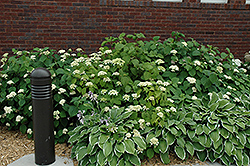 White Dome Hydrangea (Hydrangea arborescens 'White Dome') at Lakeshore Garden Centres