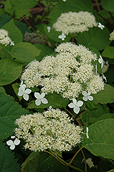 White Dome Hydrangea (Hydrangea arborescens 'White Dome') at Lakeshore Garden Centres