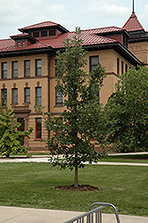 Prairie Stature Oak (Quercus x bimundorum 'Midwest') at Lakeshore Garden Centres