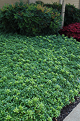 Green Sheen Japanese Spurge (Pachysandra terminalis 'Green Sheen') at Golden Acre Home & Garden