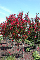 Red Rocket Crapemyrtle (Lagerstroemia indica 'Whit IV') at Lakeshore Garden Centres