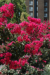 Cedar Lane Red Crapemyrtle (Lagerstroemia 'Cedar Lane Red') at Lakeshore Garden Centres