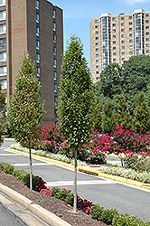 Frans Fontaine Hornbeam (Carpinus betulus 'Frans Fontaine') at Green Thumb Garden Centre