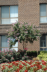 Potomac Crapemyrtle (Lagerstroemia indica 'Potomac') at Lakeshore Garden Centres