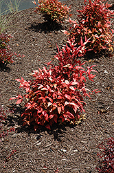 Fire Power Nandina (Nandina domestica 'Fire Power') at Lakeshore Garden Centres